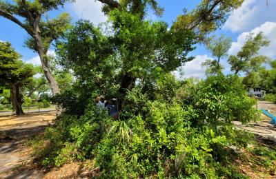 Land clearing photo