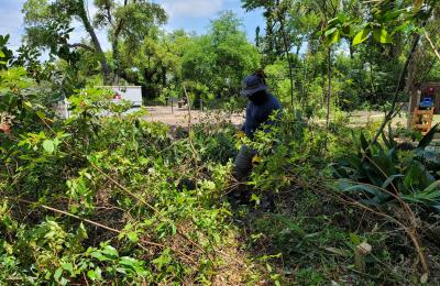 Land clearing photo