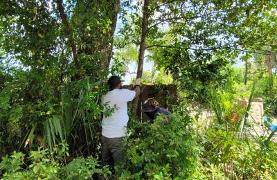 Land clearing photo