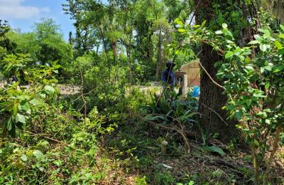 Land clearing photo