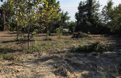 Land clearing photo