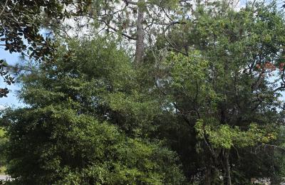 Land clearing photo
