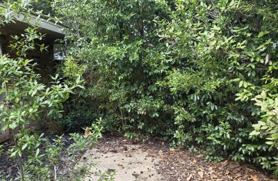 Land clearing photo
