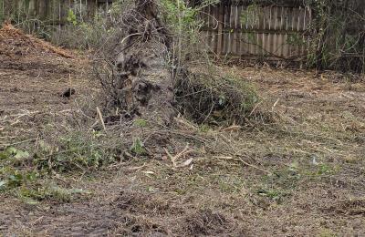 Land clearing photo