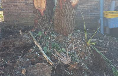 Tree service photo